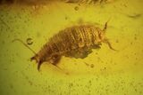 Amazing Fossil Woodlouse In Baltic Amber #38883-1